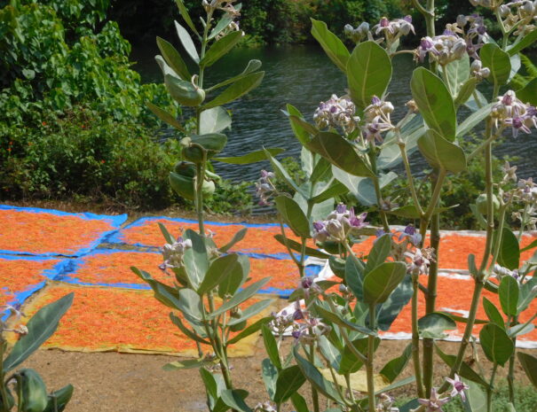 ayurvedicherbplantgrowinginthemidlands